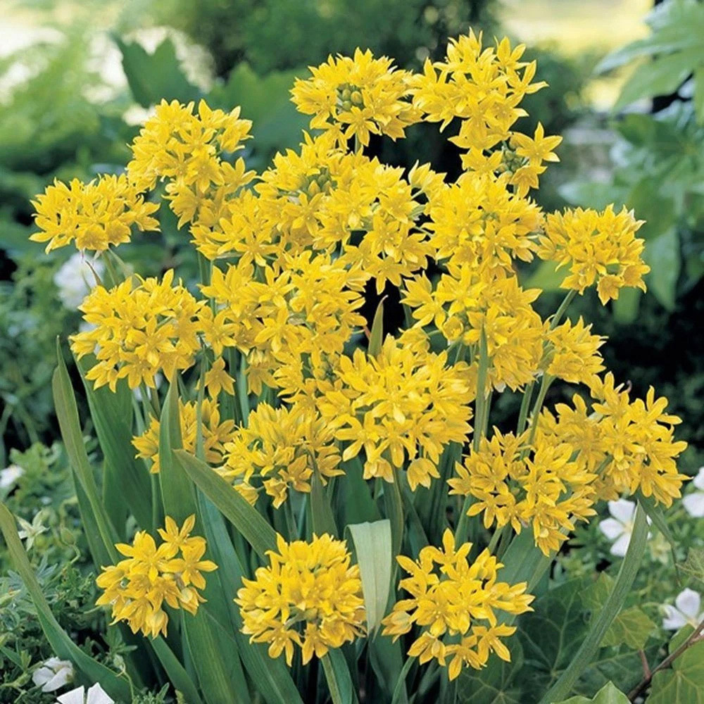Thompson and Morgan Allium Collection Mixed Planting Bulb 200 Pack Image 4
