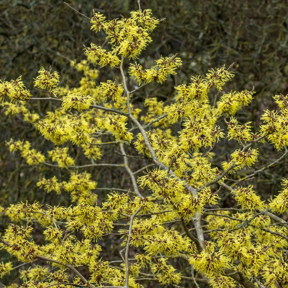 Thompson and Morgan Hamamelis Intermedia Pallida Potted Plant 9cm 2 Pack Image 2