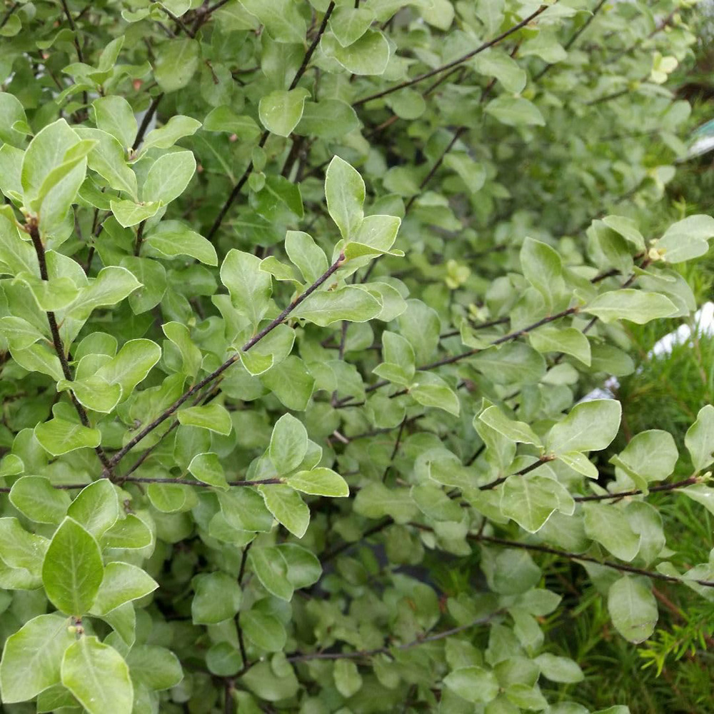 Thompson and Morgan Pittosporum Tenuifolium Wrinkled Blue Plant Pot 2L Image 2