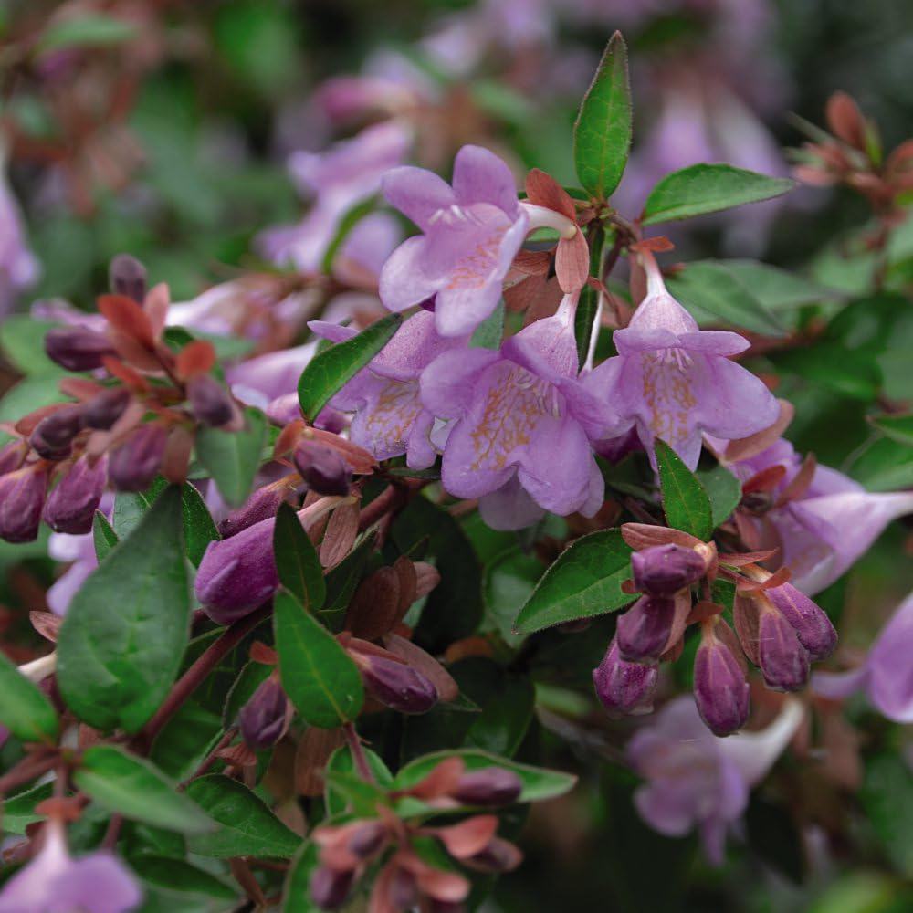 Thompson and Morgan Abelia Grandiflora Pink Pong Plant Pot 3L Image 6