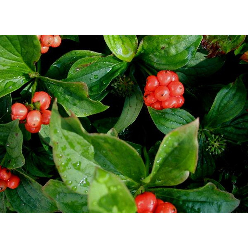 Inspirational Gifting Hedging Dogwood Native Bare Root Hedge Plant Sapling 2-3ft 20 Pack Image 3