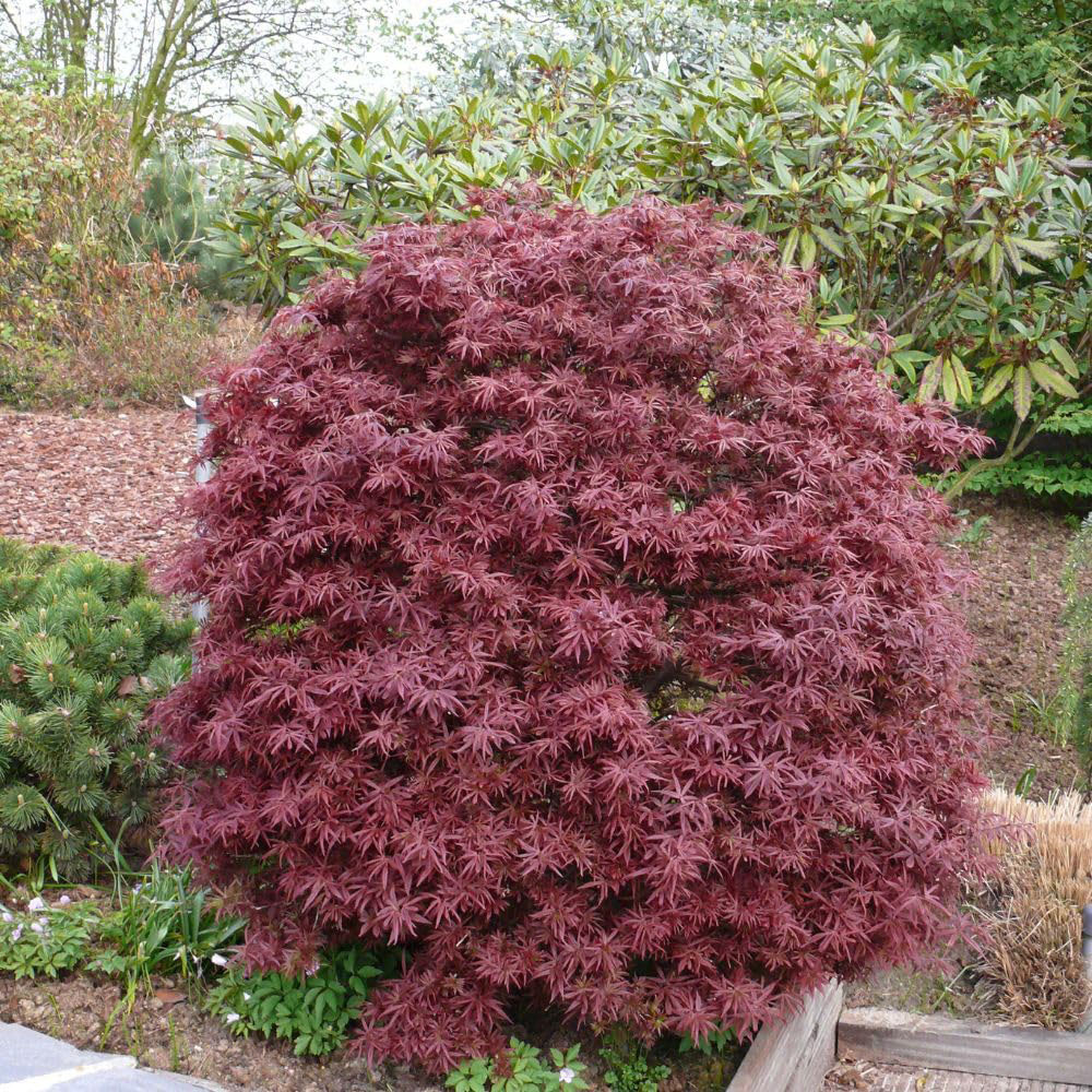 Thompson and Morgan Acer Palmatum Plant Shaina Plant Pot 3L 3 Pack Image 5