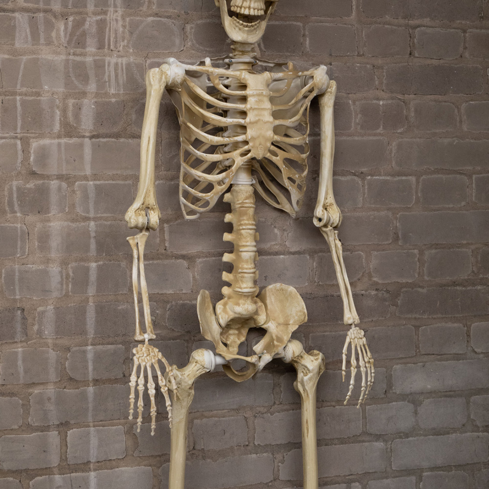 Samuel Alexander Posable Full Body Skeleton Halloween Decoration 5ft Image 7