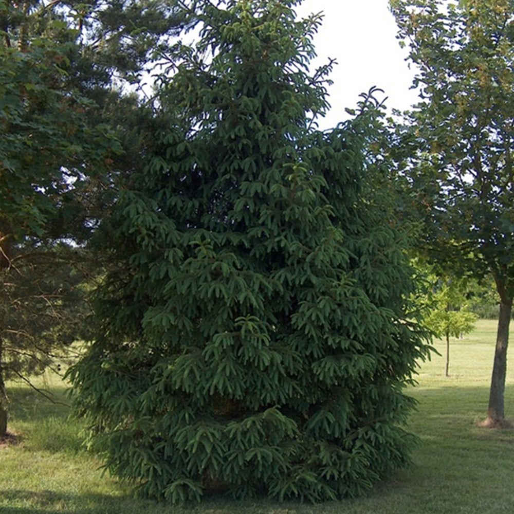 Inspirational Gifting Norway Spruce Christmas Tree Evergreen Bare Root Plant Sapling 40-70cm 5 Pack Image 2