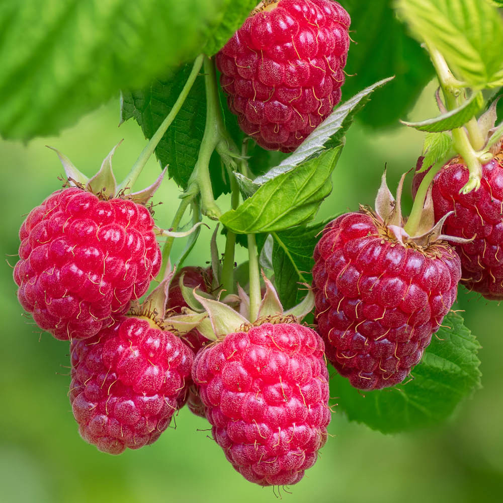 YouGarden Raspberry Lowberry Little Sweet Sister Plant in Pot 3L Image 2