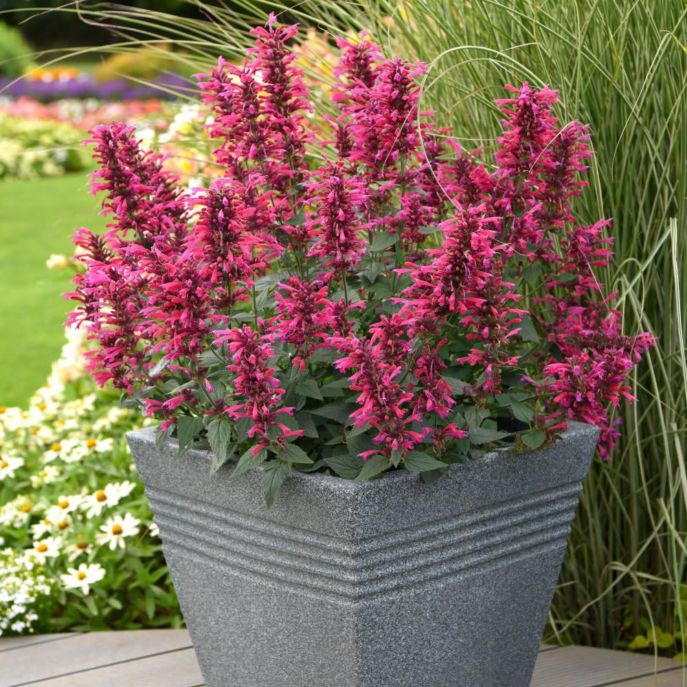 Thompson and Morgan Agastache Hybrid Morello Plant Pot 3L Image 2