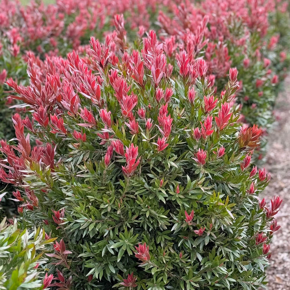 YouGarden Callistemon Red Rocket Plant in Pot Image 2