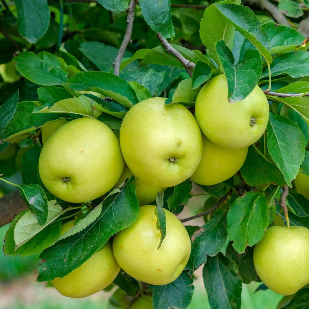 Thompson and Morgan Apple Malus Golden Delicious MM106 Rootstock Plant Pot 12L 2 Pack Image 1