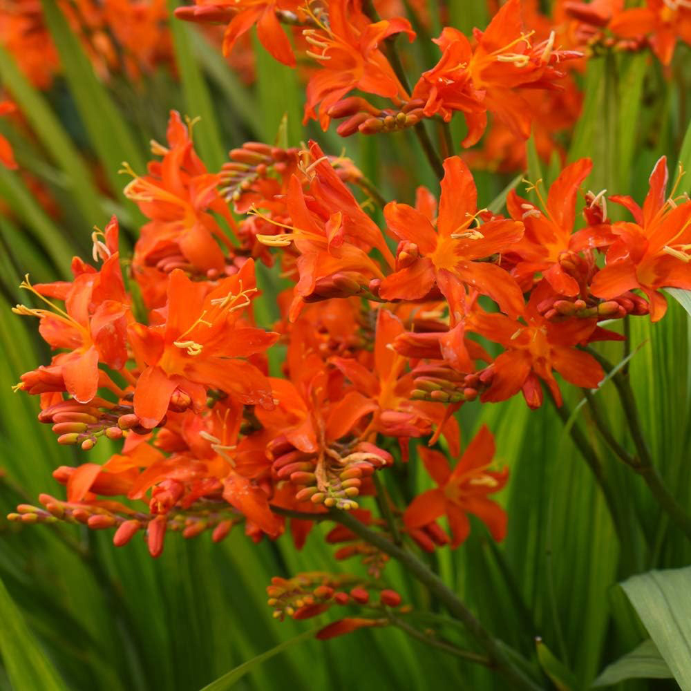 Thompson & Morgan Crocosmia Spitfire Planting Bulb 5 Pack Image 1