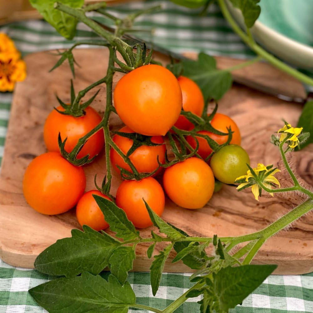 Thompson & Morgan Tomato Merrygold F1 8 Seeds Packet Image 3