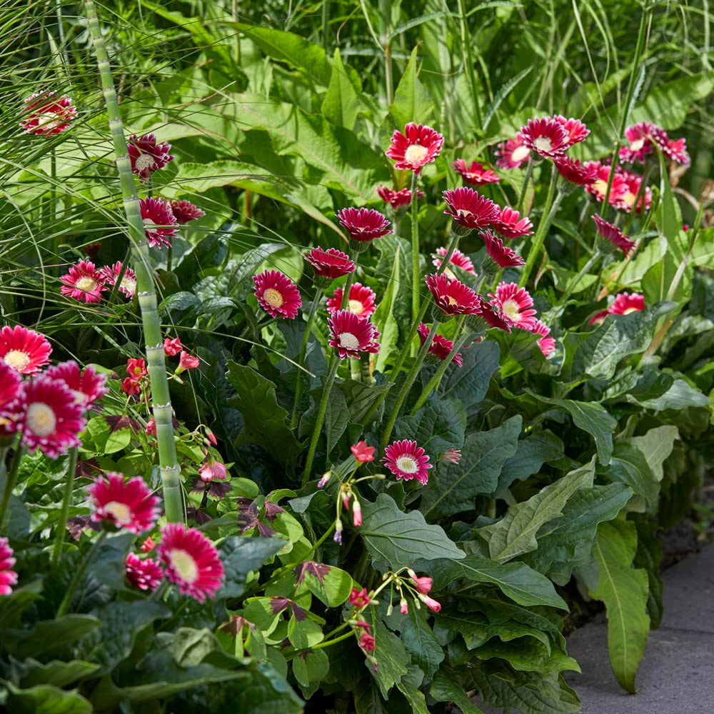 Thompson and Morgan Gerbera Garvinea Cheeky Magenta Potted Plant 7cm Image 3
