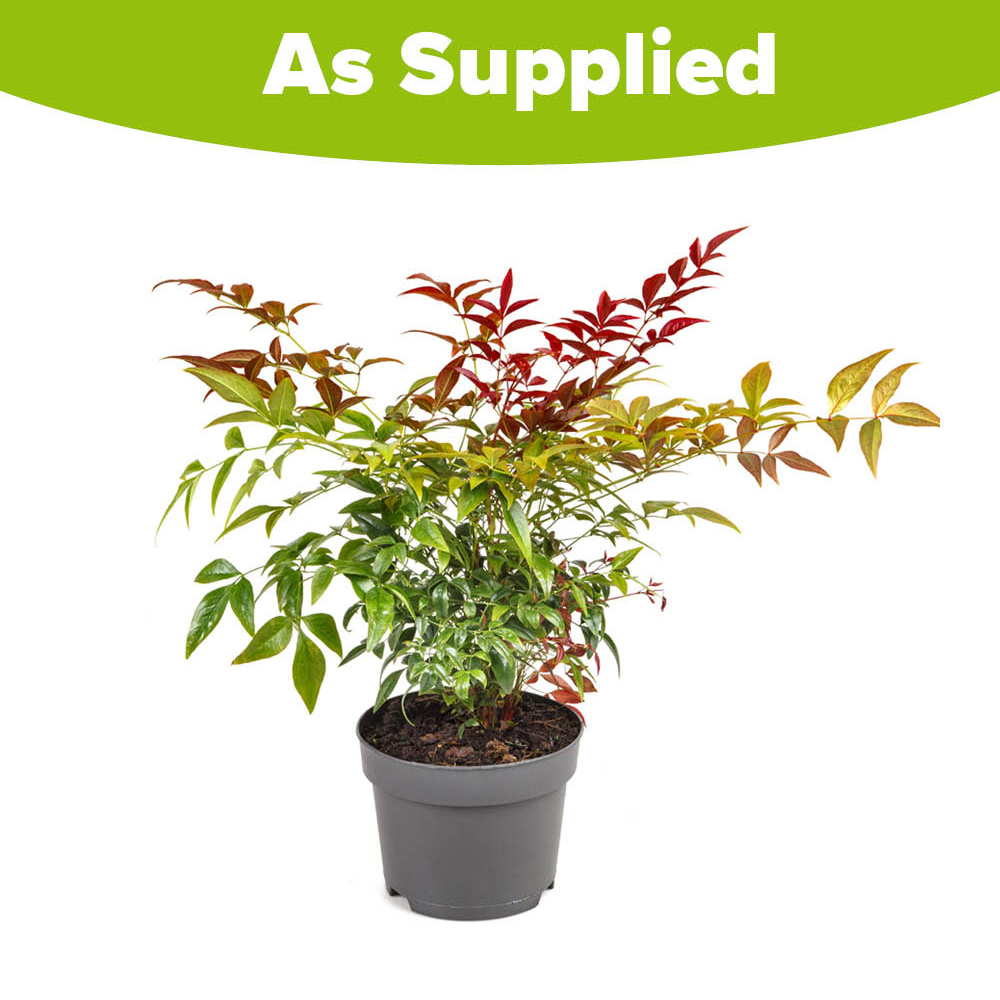 YouGarden Nandina Obsessed Heavenly Bamboo Plant Pot 15cm Image 4