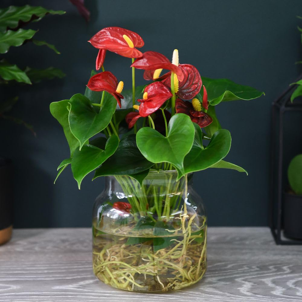 Thompson and Morgan Aqua Red Anthurium Plant in Sierglass Pot 12cm Image 1
