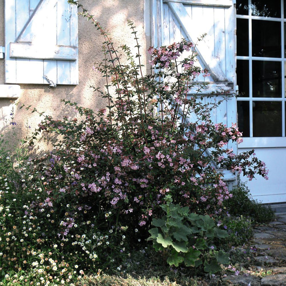 Thompson and Morgan Abelia Grandiflora Pink Pong Plant Pot 3L Image 5