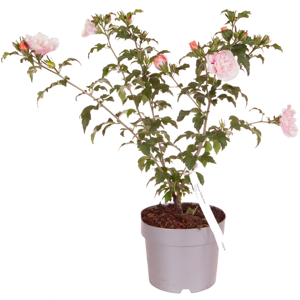wilko Hibiscus Chiffon Pink Plant Pot Image 4