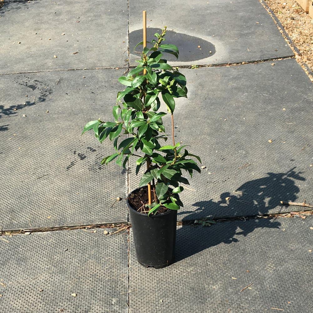 Thompson and Morgan Trachelospermum Jasminoides Plant Pot 2L 2 Pack Image 5