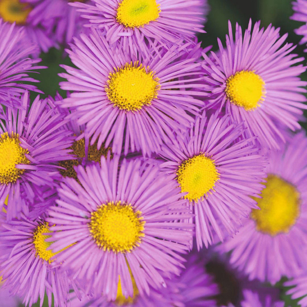 Thompson and Morgan Erigeron Seciosus Pink Jewel Plant Pot 9cm 2 Pack Image 2