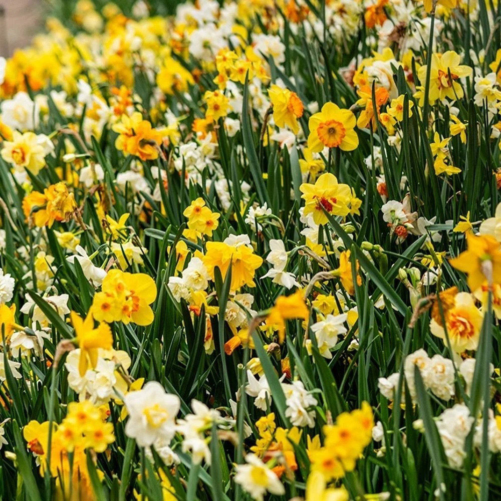 Thompson and Morgan Nurserymans Choice Daffodil White and Yellow Planting Bulb 32 Pack Image 2