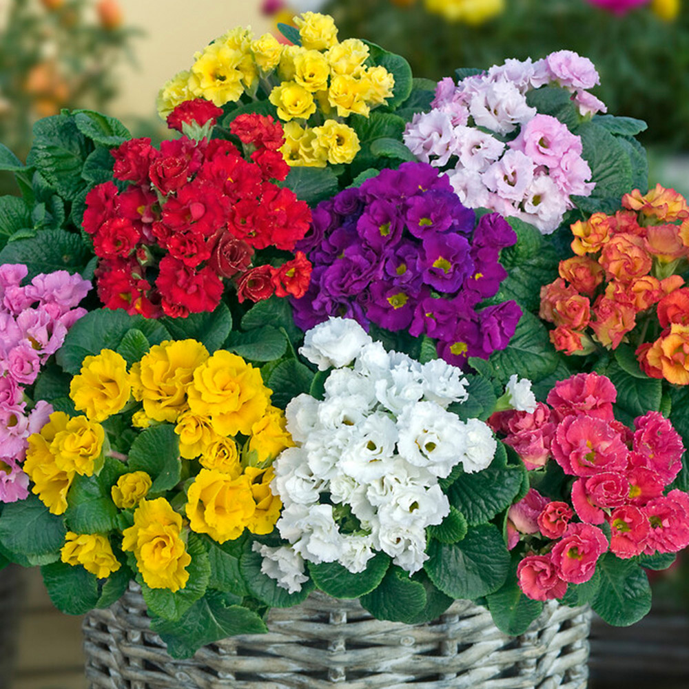 YouGarden Primula Primlet Mixed Garden Ready Plant 20 Pack Image 1