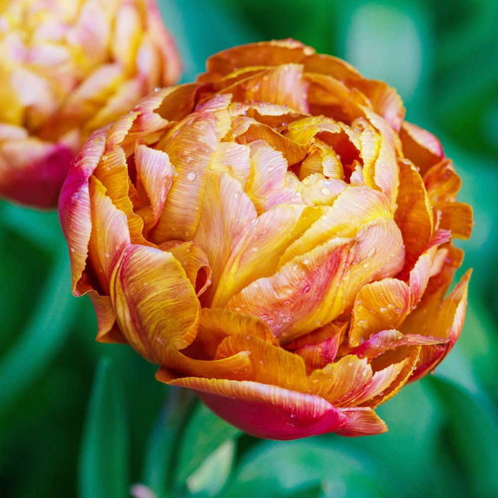 Thompson and Morgan Tulip Early Double Brownie Planting Bulb 20 Pack Image 1