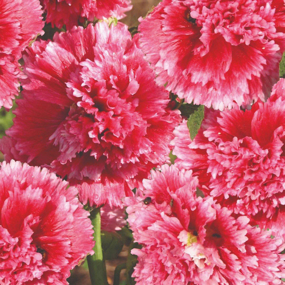 Thompson and Morgan Hollyhock Alcea Rosea Fiesta Time Seed Packet Image 2