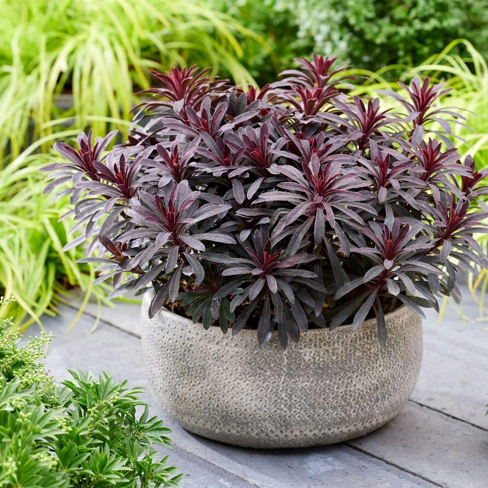 Thompson and Morgan Euphorbia Amygdaloides Miners Merlot Plant Pot 3L Image 4