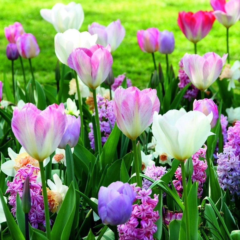 Thompson and Morgan Nurserymans Choice Mixed Planting Bulb 16 Pack Image 4
