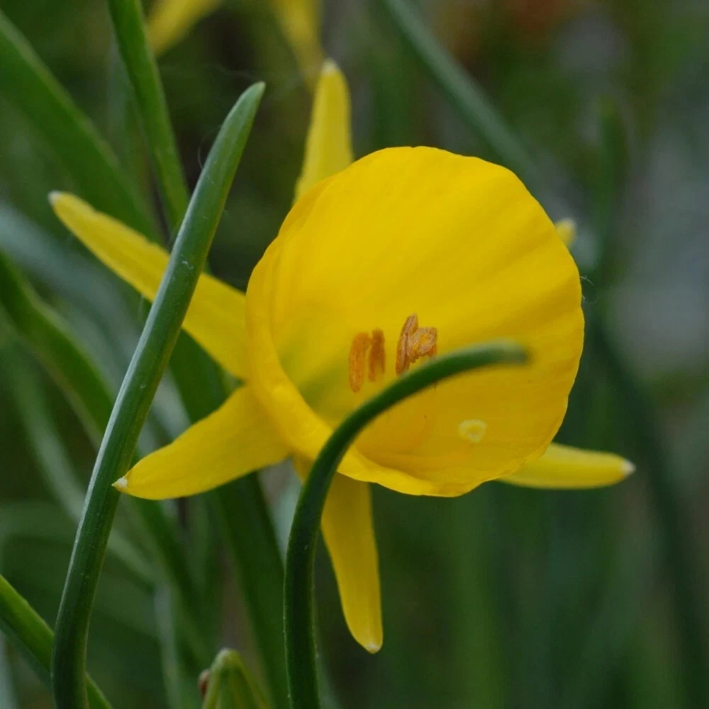 Thompson and Morgan Daffodil Golden Bells Planting Bulb 8 Pack Image 3