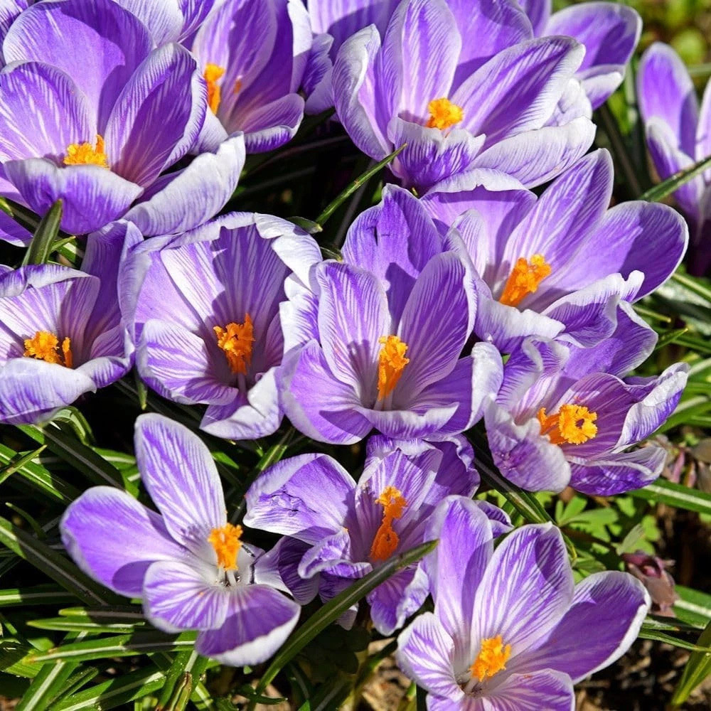 Thompson and Morgan Crocus vernus Pickwick Planting Bulb 40 Pack Image 1