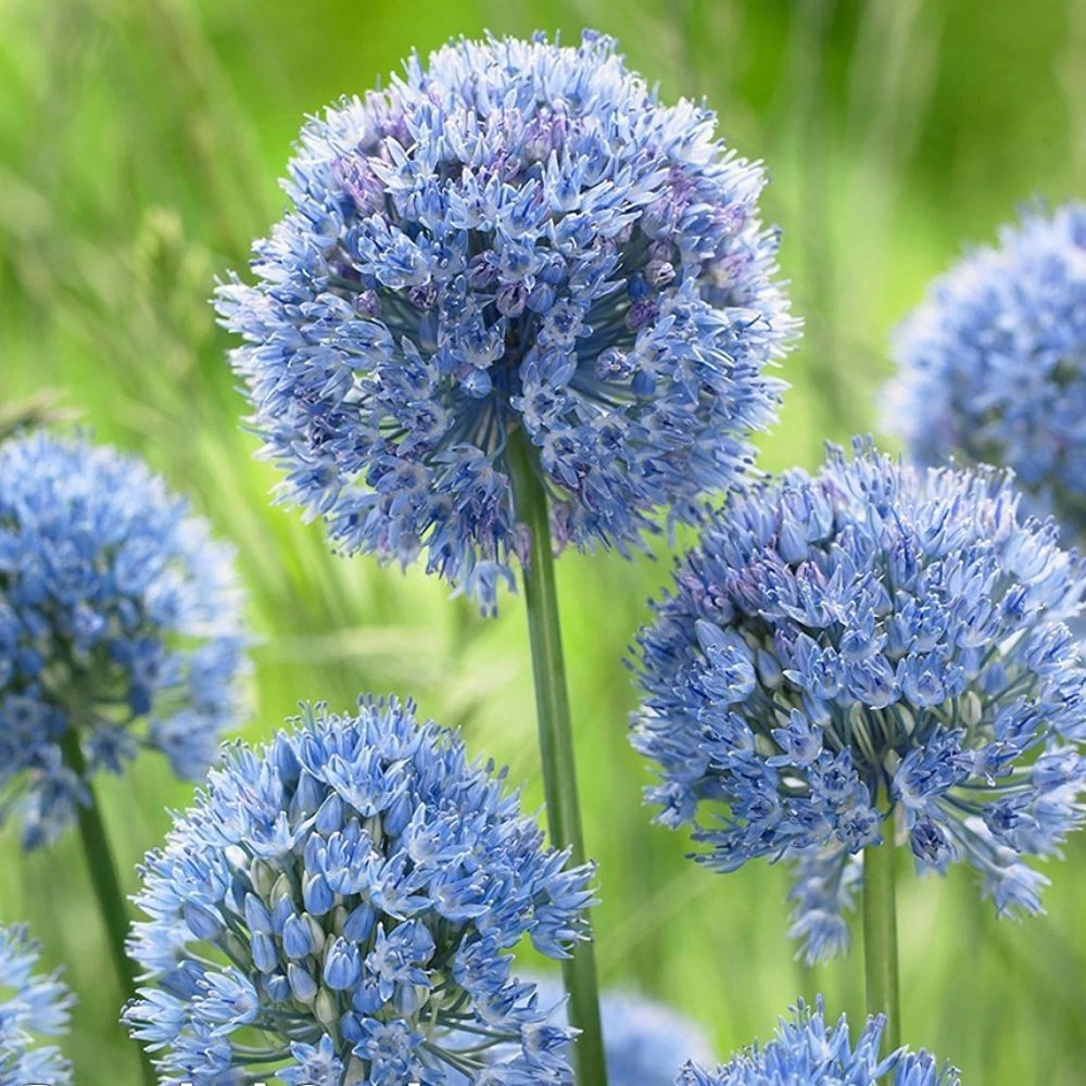 Thompson and Morgan Allium Collection Planting Bulb 100 Pack Image 2