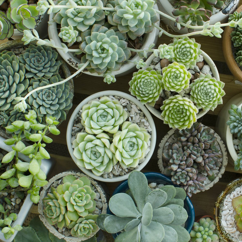 Thompson and Morgan Crassula Succulents Mix Potted Plant 10.5cm 3 Pack Image 1