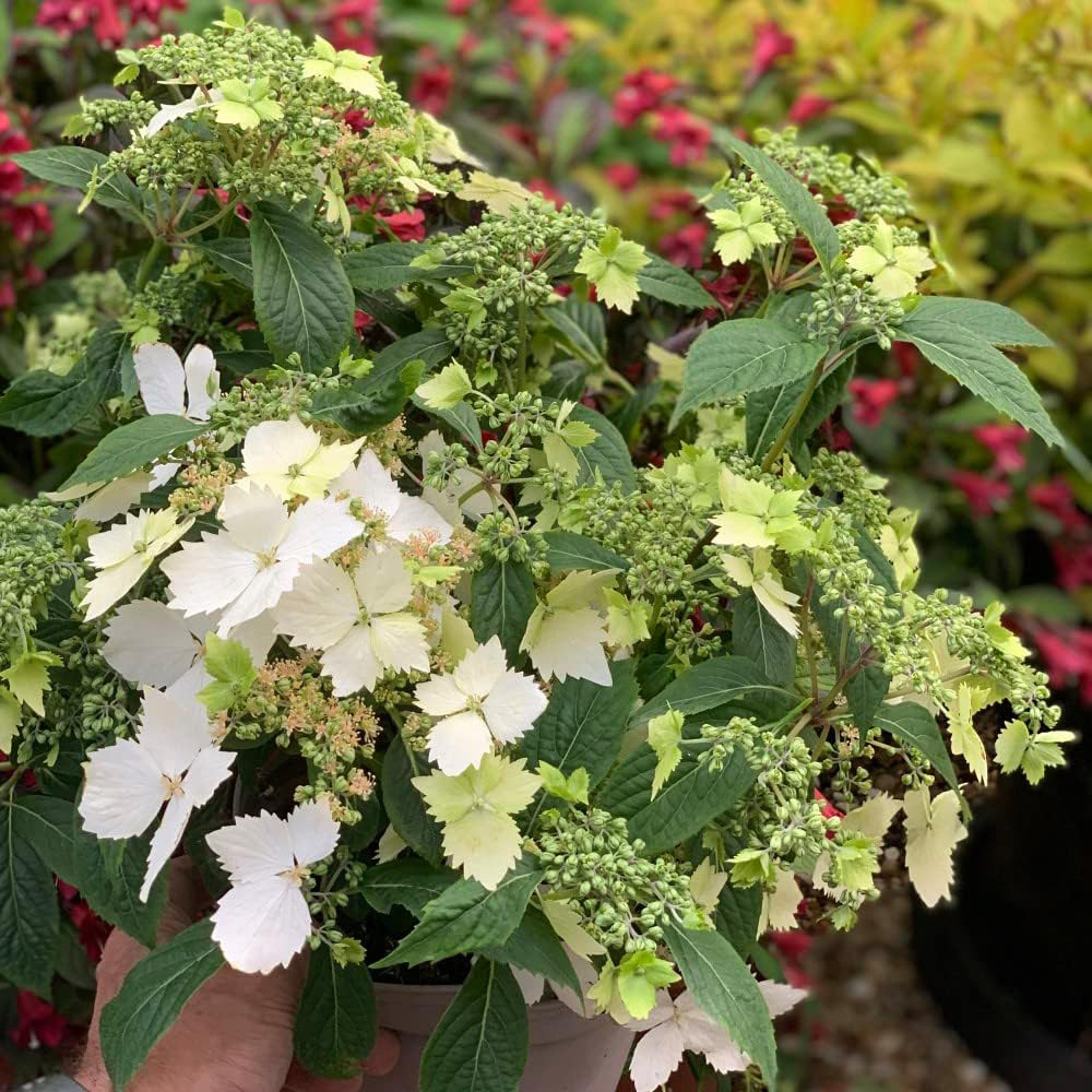 Thompson and Morgan Hydrangea Cloud Nine Plant Pot 9cm 2 Pack Image 1