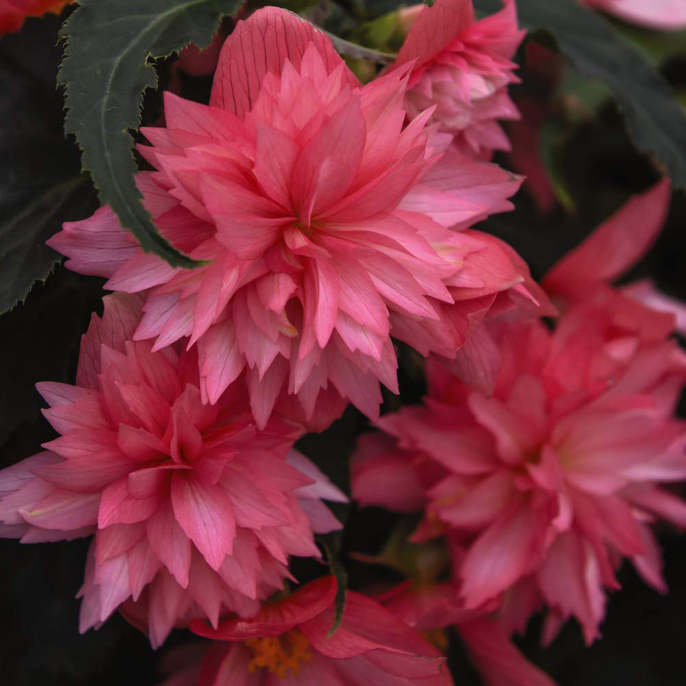 Thompson and Morgan Begonia Funky Pink Garden Ready Plant 15 Pack Image 3