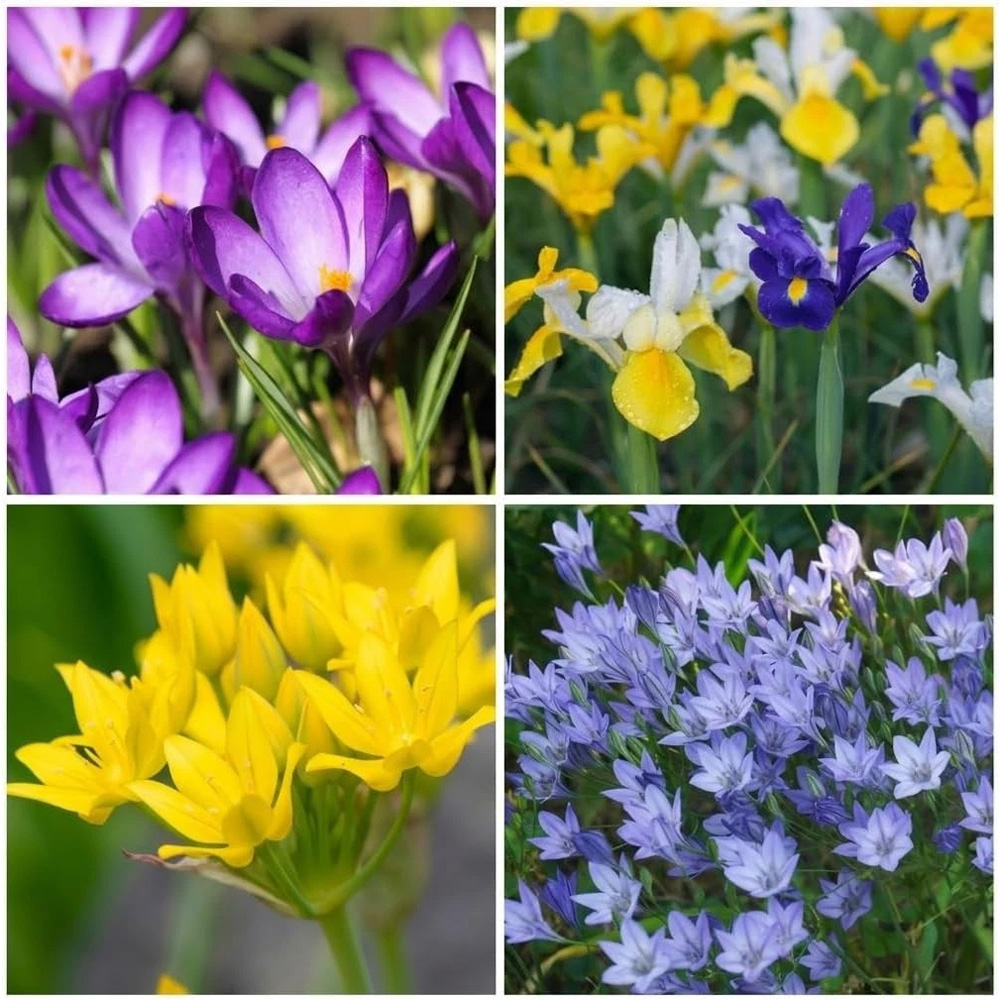 Thompson and Morgan Harmony Collection Spring Planting Bulb 200 Pack Image 1