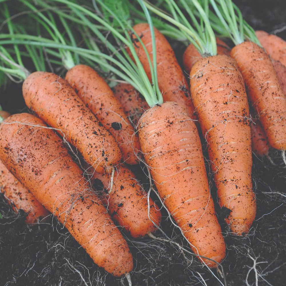 Thompson and Morgan Carrot Flyaway F1 Hybrid Seeds Image 2