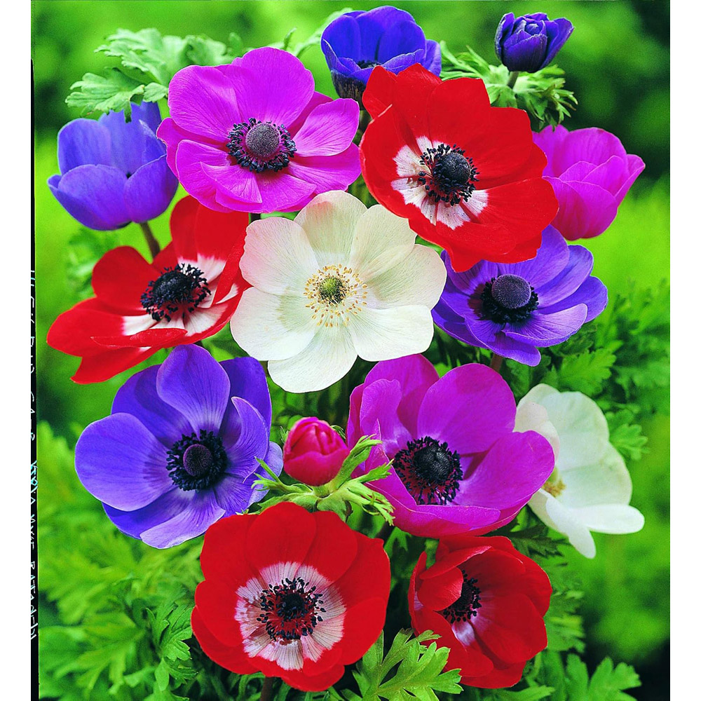 Thompson & Morgan Crazy Colour Collection Planting Bulb 200 Pack Image 2