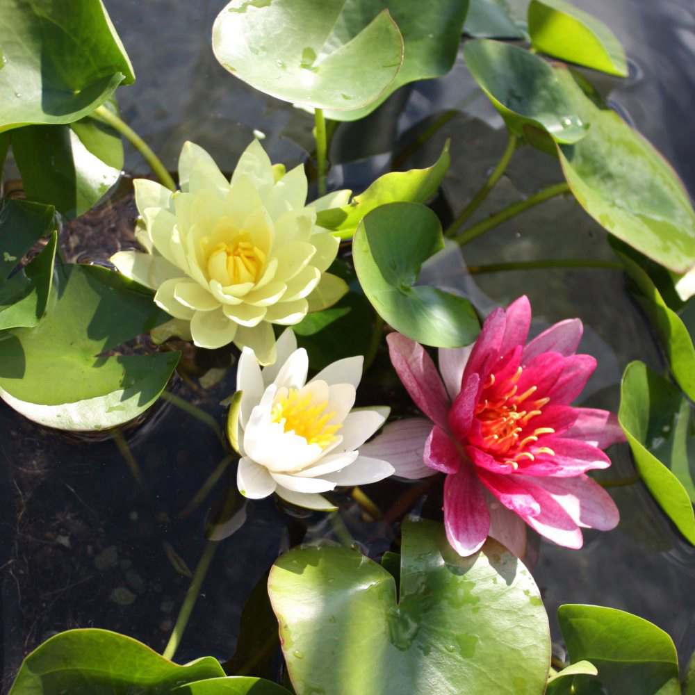 Thompson and Morgan Trio Waterlily Pond Basket and Black and Gold Patio Pond Pot Image 1