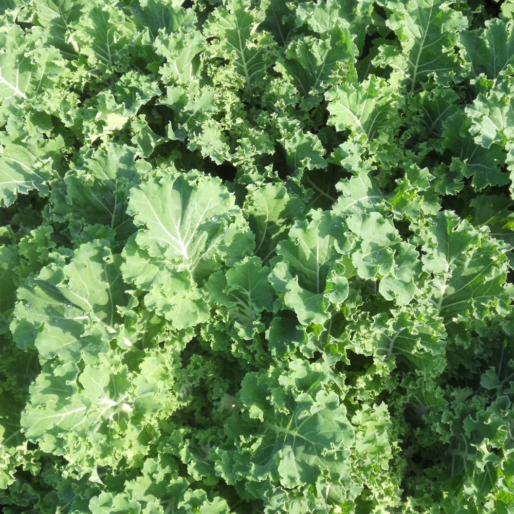 Thompson and Morgan Kale Emerald Ice Seeds Image 2