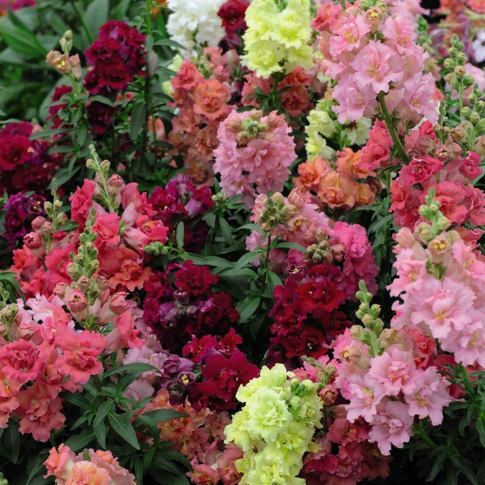 Thompson and Morgan Nurserymans Choice Annual Bedding Mixed Plant Plug 144 Pack Image 8