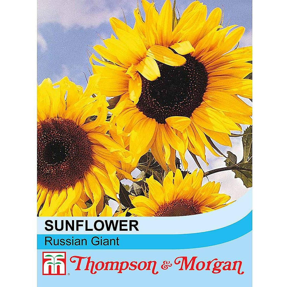 Thompson and Morgan Sunflower Tall Russian Giant Seeds Image 3