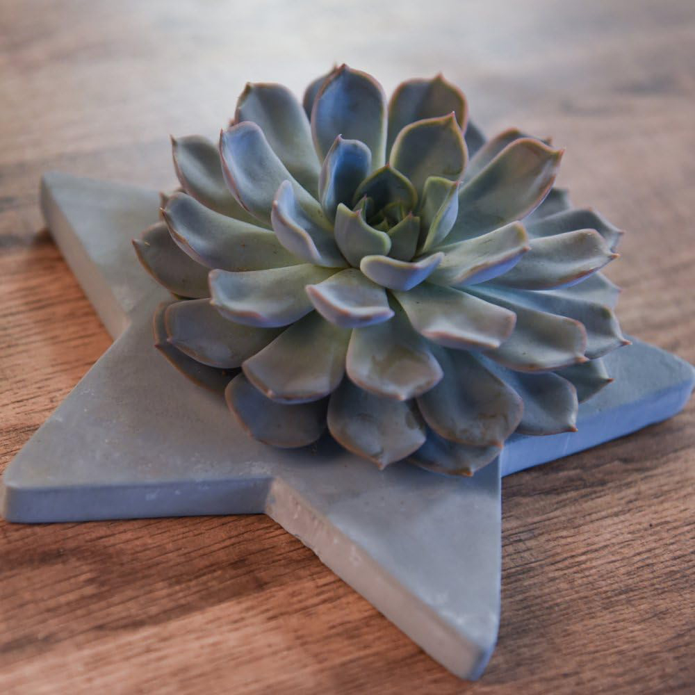 Thompson and Morgan Echeveria Mix Succulent Grey Star Arrangement Image 2