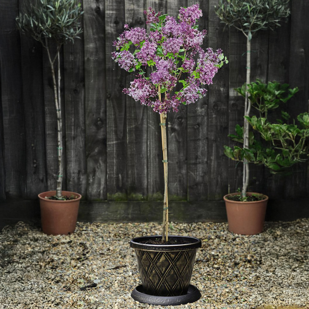 Thompson and Morgan Syringa Meyeri Palibin Plant Pot 2L 2 Pack Image 1