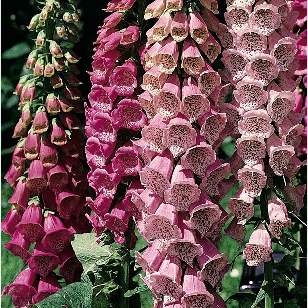 Thompson and Morgan Digitalis Foxglove Excelsior Garden Ready Plant 30 Pack Image 4