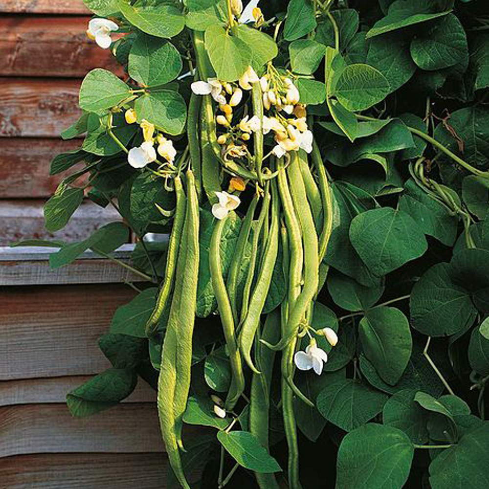 Thompson & Morgan Runner Bean Desiree 35 Seeds Packet Image