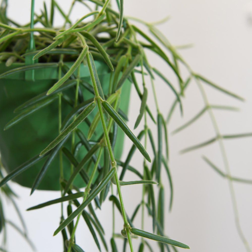 Thompson and Morgan Hoya Linearis Hanging Basket 12cm 2 Pack Image 3