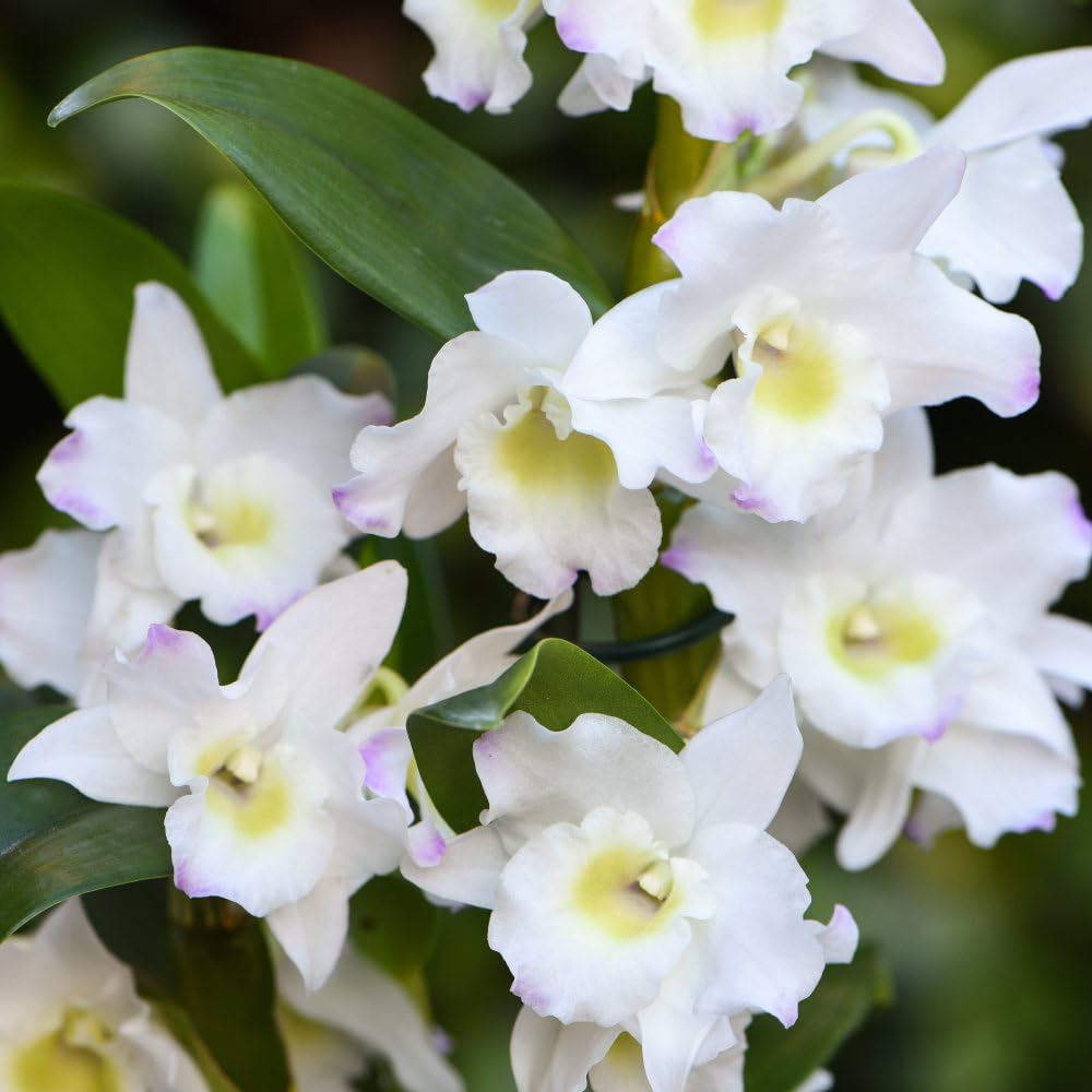 Thompson and Morgan Christmas Gift Orchid Dendrobium Apollon Plant Pot 12cm 2 Pack Image 4