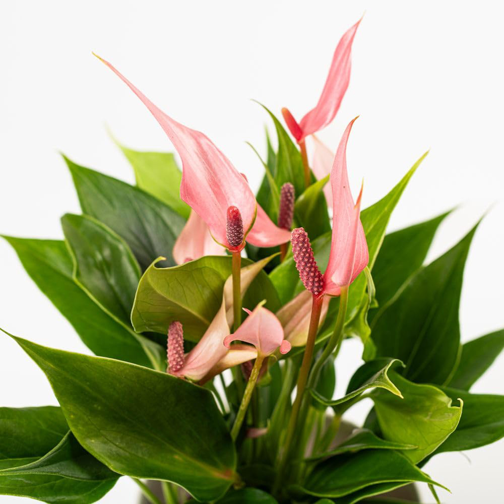 Thompson and Morgan Anthurium Lilli Plant Pot 9cm 2 Pack Image 2