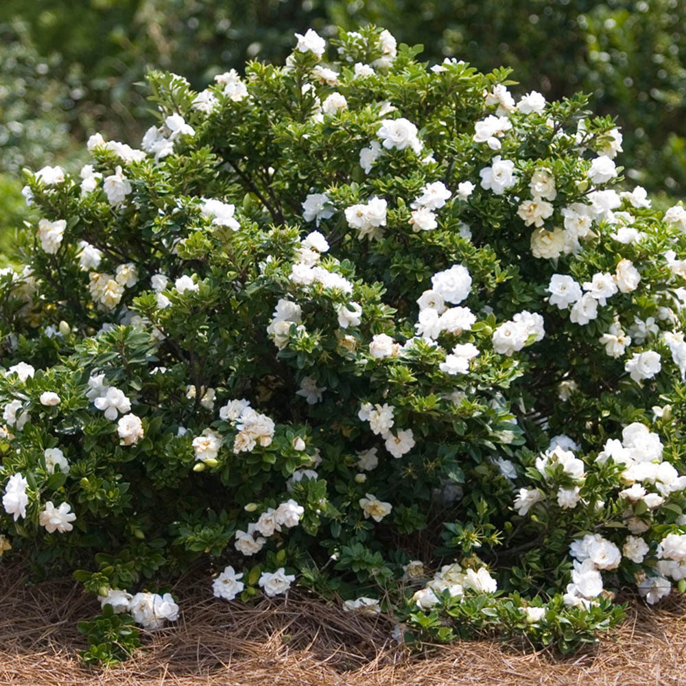 YouGarden Gardenia Crown Jewels Plant Pot 9cm 3 Pack Image 2