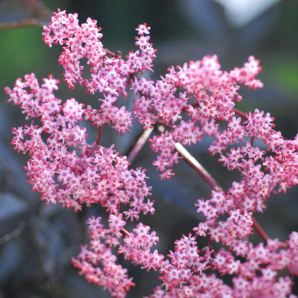 Thompson and Morgan Sambucus Nigra Black Beauty Potted Plant 9cm Image 1