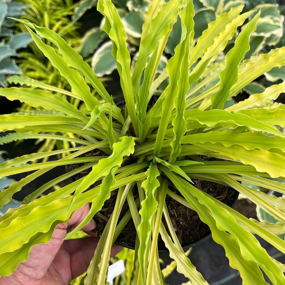 Thompson and Morgan Hosta Party Streamers Plant Pot 9cm 3 Pack Image 2
